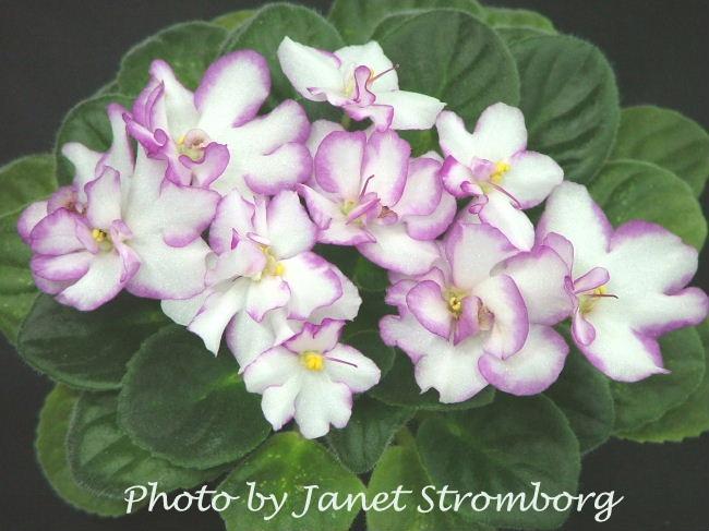 Festive Holiday 07/28/1995 (S. Sorano) Semidouble white pansy/variable red edge. Mosaic variegated light green, ovate, quilted. Standard