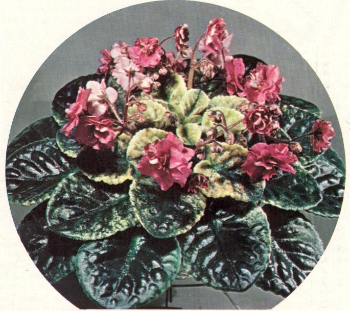 Festivity 06/11/1965 (E. Champion) Double fuchsia-red star. Variegated, plain, quilted. Standard