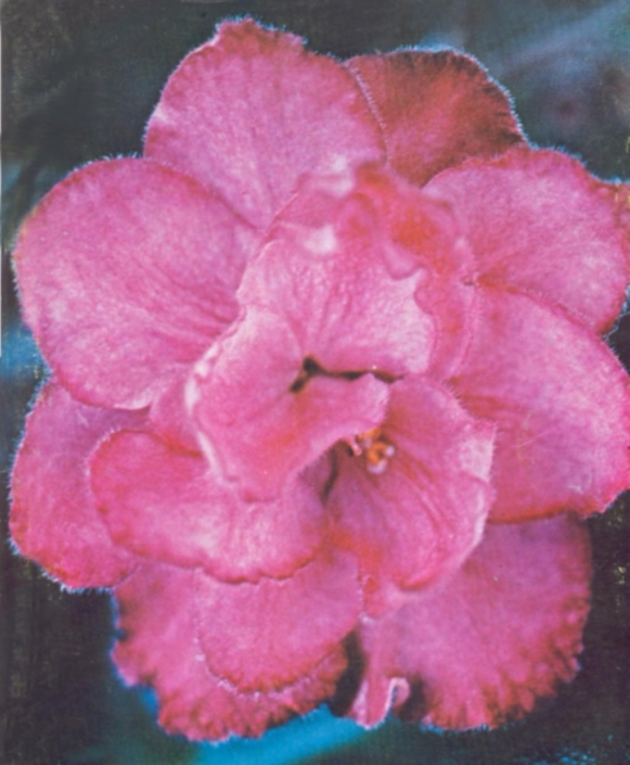 Flash Supreme 11/30/1964 (F. Tinari) Double hot rose-pink. Supreme. Standard