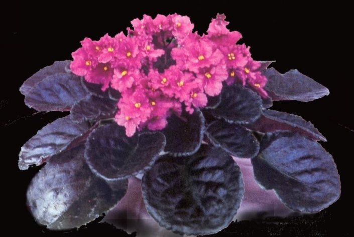 Flirtatious 11/10/1988 (Dottie Wilson) Single-semidouble raspberry two-tone ruffled pansy. Black-green, ovate, quilted, glossy, scalloped/red back. Large (DAVS 1157, TX Hyb)