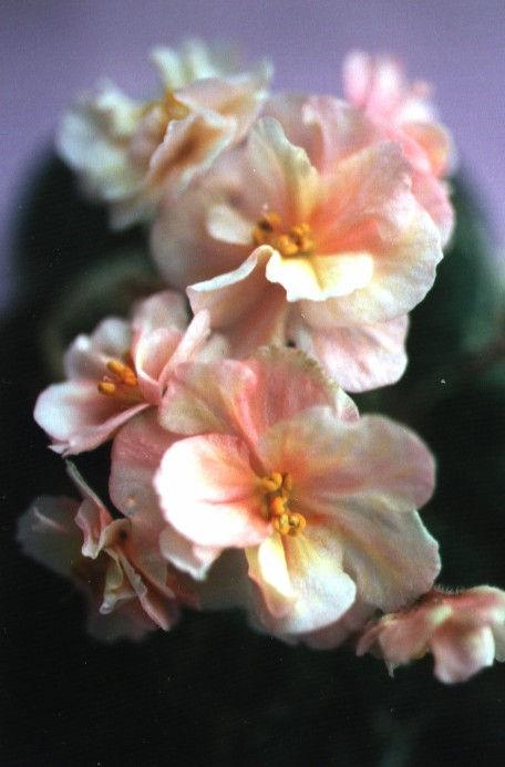 Flower Child (S. Sorano) Semidouble white star/variable yellow, pink mottling. Variegated medium green and white. Semiminiature