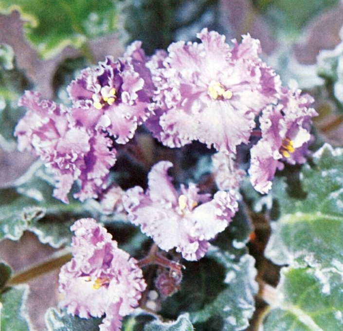 Frilly Lace 02/25/1977 (E. Kolb) Double lavender two-tone frilled. Ruffled. Standard