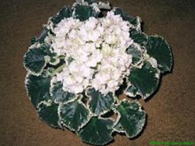 Frosty Spring 07/28/1995 (S. Sorano) Semidouble white frilled pansy/variable green-lavender edge. Variegated green and white, plain, ovate, wavy, serrated. Standard