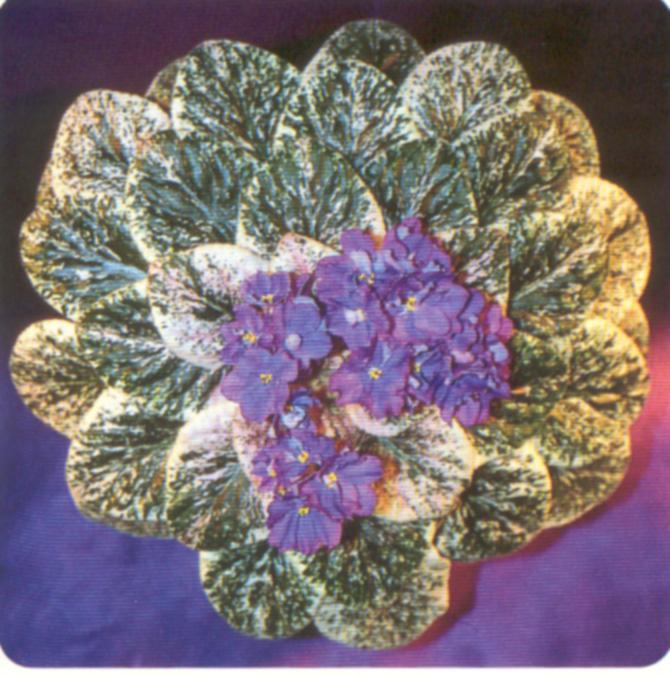 Futuriste 09/19/1997 (Regan/Croteau) Semidouble mauve star/darker veining, raspberry edge. Variegated medium-dark green, cream and pink, quilted. Standard (CA)