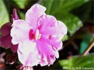 Gaetano 12/05/1981 (E. Bradford/Max Maas) Semidouble medium pink frilled/dark eye. Plain, pointed. Standard