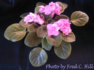 Gail 05/28/1975 (Union County Chapter AVS/Max Maas) Double dark rose. Longifolia. Standard