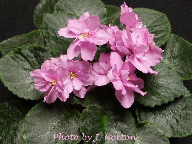 Gala Pink 03/19/1990 (G. Boone) Double pink wavy star. Dark green, plain/red back. Large