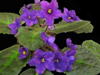 Galactic Storm 06/09/1995 (S. Sorano) Semidouble-double medium blue star/pink fantasy. Dark green, ovate, quilted/red back. Large