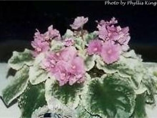 Gambit (I. Fredette) Double rose-red shaded large. Variegated, plain. Standard