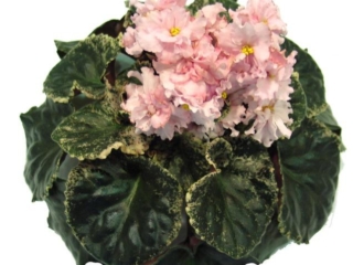 Gay Lady (D. Wilson) Semidouble pink two-tone. Variegated dark green and pink. Standard (TX Hyb)