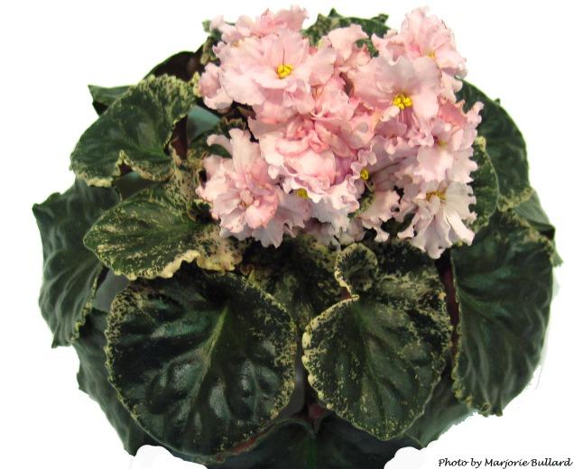 Gay Lady (D. Wilson) Semidouble pink two-tone. Variegated dark green and pink. Standard (TX Hyb)