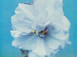 Gene Garner 01/21/1974 (C. Hawley) Double lavender/purple tips. Plain, pointed. Large