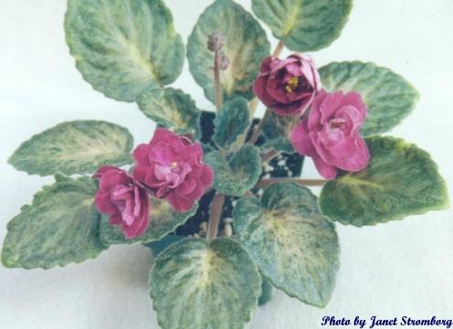Genetic Carmine 11/24/2000 (Jeff Smith) Semidouble-double dusky coral-red pansy. Mosaic variegated green, pink and beige, plain/red back. Standard