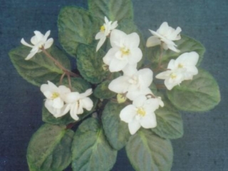 Genetic Snowflake 11/24/2000 (Jeff Smith) Semidouble-double white pansy. Mosaic variegated green, pink and beige, plain. Standard