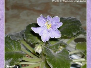 Gentility 01/04/1993 (G. Durand) Double lavender star/purple fantasy, darker tips, white edge. Medium green, plain, heart-shaped, scalloped. Standard (CA)