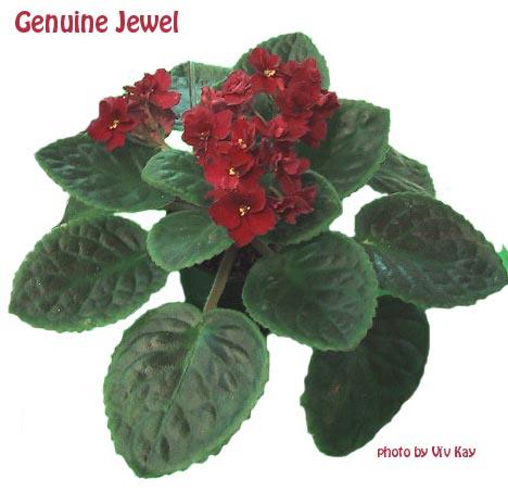 Genuine Jewel (H. Pittman) Double burgundy, large. Dark green, plain/red back. Standard (TX Hyb)