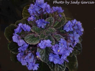 Georgia Lover 04/04/1985 (T. Davis) Semidouble-double blue large. Variegated green and white. Large (DAVS 1250)