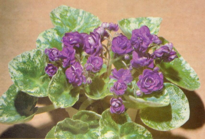 Gini 01/28/1983 (H. Pittman) Double dark blue. Variegated green and cream girl foliage. Semiminiature (TX Hyb)