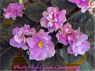 Glitter Ray's 03/16/1998 (R. Russell) Semidouble-double rose-pink/raspberry overlay. Medium green, plain, quilted. Standard