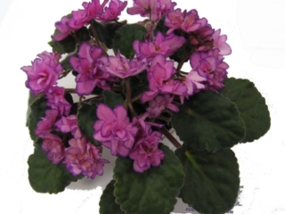 Glittersweet 05/30/1981 (I. Fredette) Semidouble pink/dark red-spattered edge. Wavy. Standard