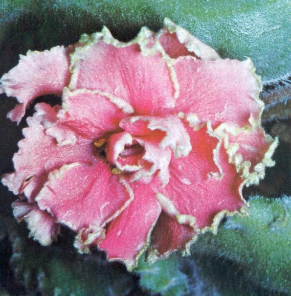 Gold Coast 07/10/1969 (V. Constantinov) Double bright pink/green edge. Ruffled, serrated, holly. Standard (Western)