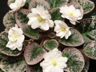 Golden Eye (S. Sorano) Double white star/yellow markings. Variegated dark green, pink and white. Semiminiature