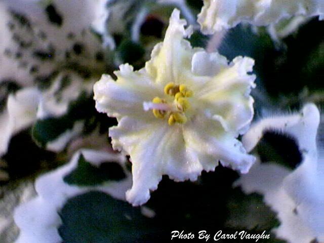 Golden Plume 07/28/1995 (S. Sorano) Semidouble white star/yellow mottling. Variegated medium green and white, pointed, quilted, serrated. Standard