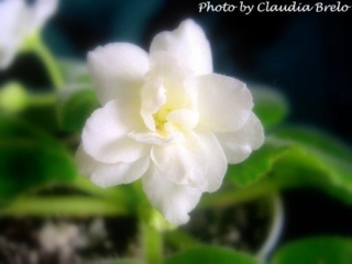 Golden Threads 10/08/1993 (S. Sorano) Double white star/yellow mottling. Medium green, plain, ovate. Standard