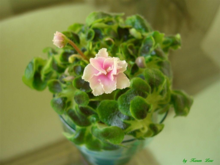 Goldilocks (L. Ray) Double pink/green-white edge. Variegated girl foliage. Miniature (DAVS 969, TX Hyb)