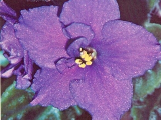 Governor Pryor 12/17/1977 (C. Reed) Double dark blue frilled. Quilted. Large (DAVS 305)