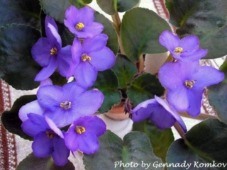 Grand Master (B. Johnson) Single medium blue sticktite star/variable raspberry edge. Medium green, plain. Standard