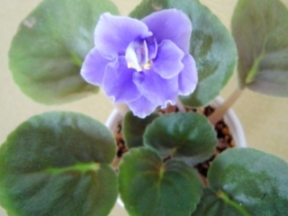 Granger's Blue Nimbus 05/01/1978 (Eyerdom) Semidouble medium blue star/white frilled edge. Ruffled. Large