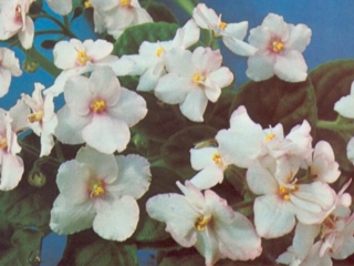 Granger's Rio Rita 05/01/1978 (Eyerdom) Double white/rose-pink eye. Plain, quilted. Large