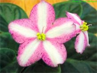 Granger's Sugar Frost 01/15/1993 (Eyerdom) Single chimera pink star/white stripe, raspberry sparkle. Light green, plain, glossy. Standard