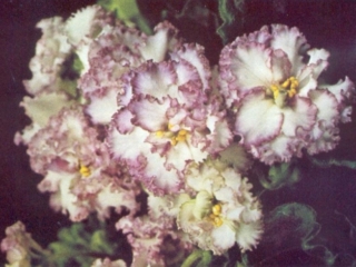 Granger's Venetian Lace 08/03/1974 (Eyerdom) Double white/orchid frilled edge. Quilted, ruffled. Standard