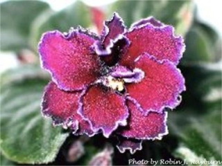 Grape Punch 10/08/1993 (S. Sorano) Double dark red-purple star/white edge. Dark green, plain, pointed. Standard