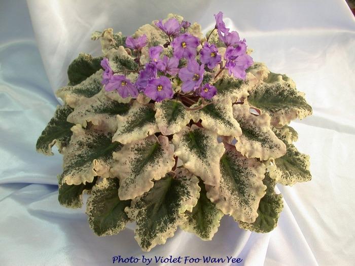 Grape Slush 11/02/1987 (S. Sorano) Semidouble lavender star/purple tips. Variegated pink, green and white, quilted, ruffled. Large