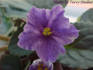Grape Splash 02/09/1983 (J. Swift) Double light lavender fantasy large. Dark green, plain. Large (DAVS 637, TX Hyb)