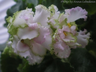 Green Ice (Volkmann) Double white/light pink shading, green ruffled edge. Medium green, quilted. Standard (TX Hyb)