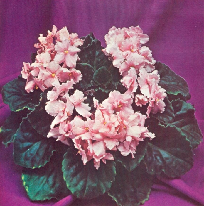 Gypsy Pink 07/27/1972 (F. Tinari) Semidouble medium pink. Longifolia, wavy. Standard