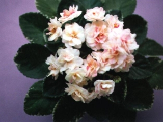 Hot Buttered Rum (S. Sorano) Double white and yellow/pale fuchsia edge. Variegated medium green and white. Semiminiature
