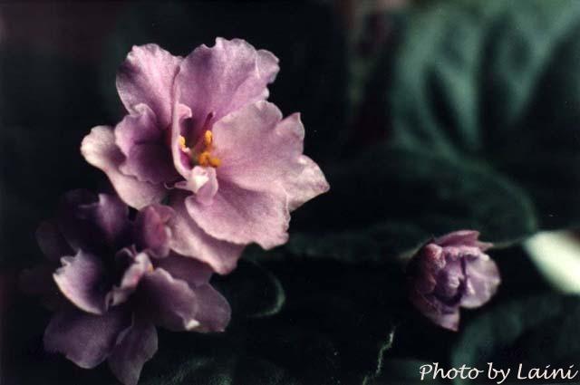 Haki 04/09/2004 (F. Pilon) Double lavender two-tone pansy/burgundy eye, variable darker tips. Variegated dark green, cream and pink, heart-shaped, quilted, serrated/red back. Standard (CA)