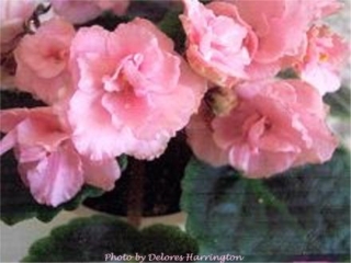 Haley Jordan 08/16/2004 (D. Harrington) Double pink frilled/light purple eye. Medium green, heart-shaped, quilted, pebbled, scalloped/red back. Standard