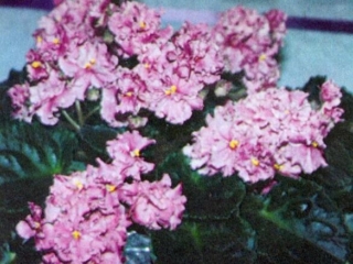 Half Moon Bay 05/20/1977 (G. Beck) Semidouble medium pink two-tone ruffled. Plain. Standard (Western)