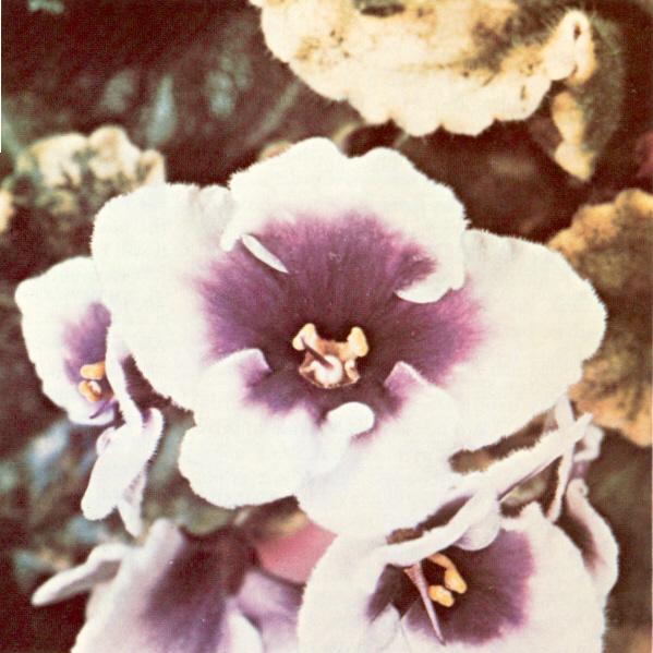 Half and Half 11/13/1975 (E. Champion) Single dark blue and white frilled/variable blue eye. Variegated light green, pointed, ruffled. Large