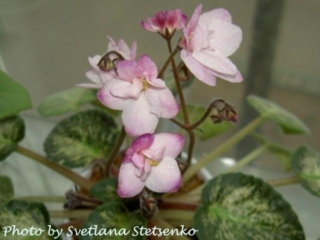 Hand Picked 07/05/1969 (V. Frathel) Double peach/wine edge. Variegated, round. Large