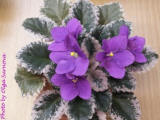 Handmade 06/04/1990 (H. Pittman) Semidouble purple. Variegated dark green, plain. Semiminiature (DAVS 1277, TX Hyb)