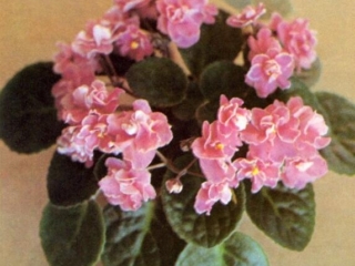 Happiness 12/28/1981 (H. Pittman) Double pink/white edge. Medium green, plain, quilted. Standard (DAVS 757, TX Hyb)