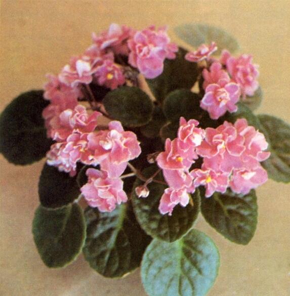 Happiness 12/28/1981 (H. Pittman) Double pink/white edge. Medium green, plain, quilted. Standard (DAVS 757, TX Hyb)