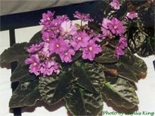 Happy Chris 05/23/1992 (L. Munk) Semidouble red-purple wavy. Dark green, plain, wavy. Large (DAVS 1360, TX Hyb)